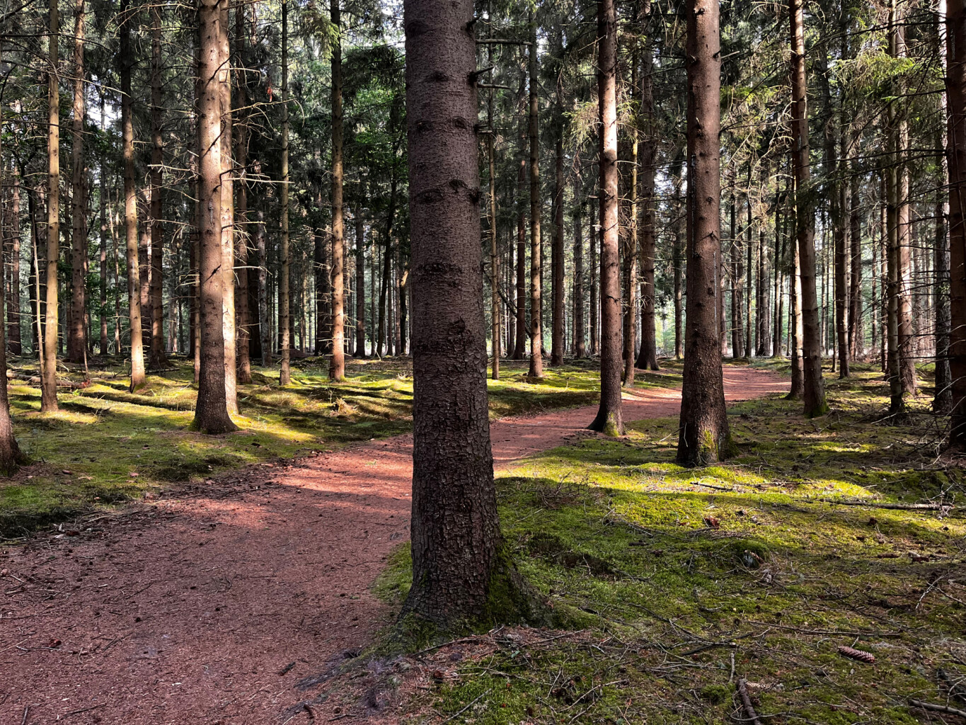 Wandelroute Beleef het bos