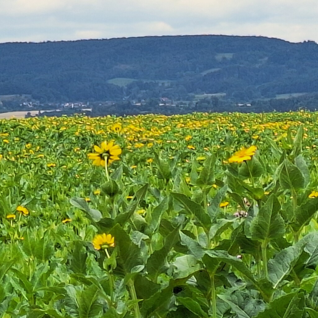 Premiumwanderweg "GuckinsLand"