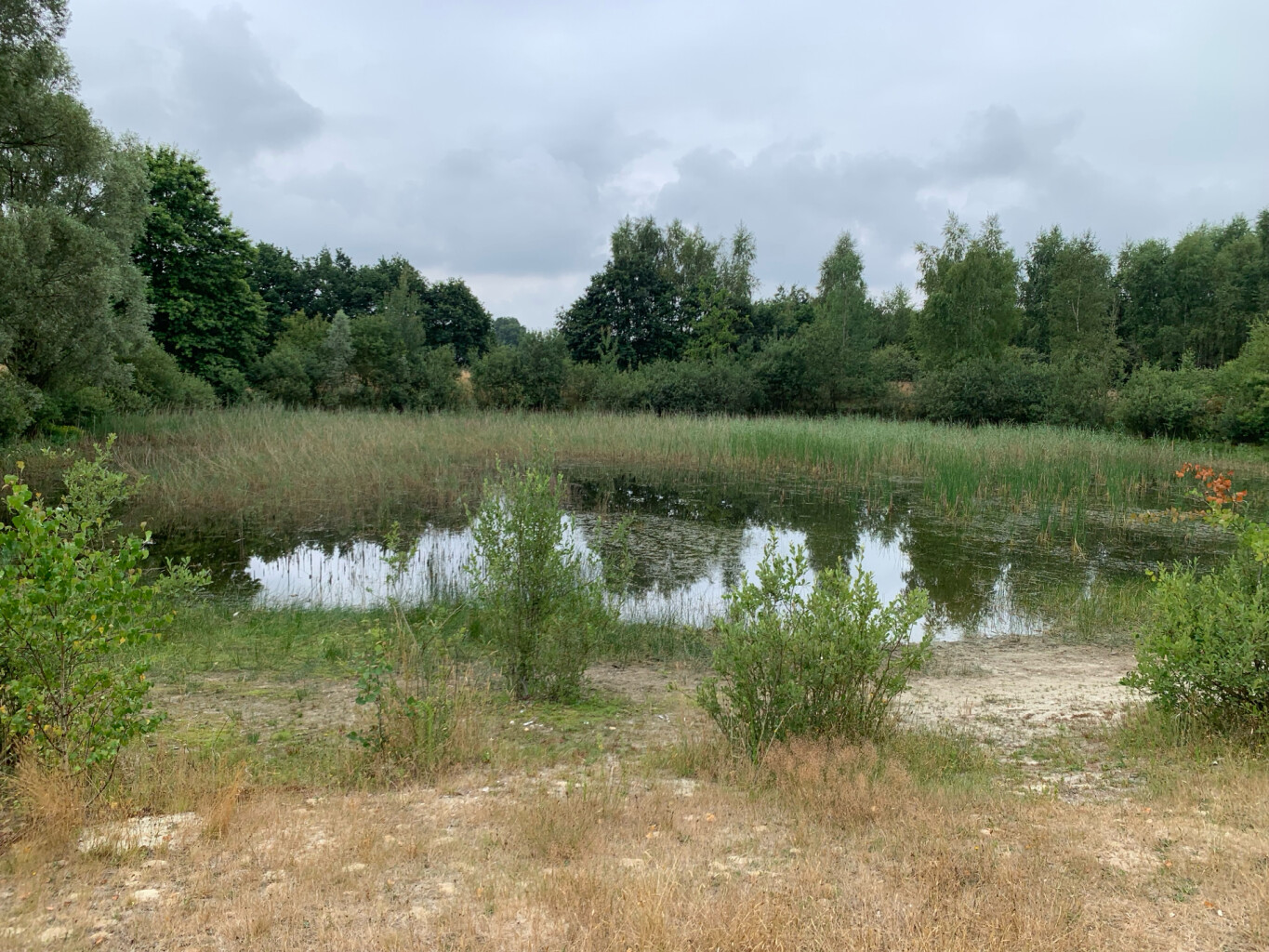 Heere Peel (America)