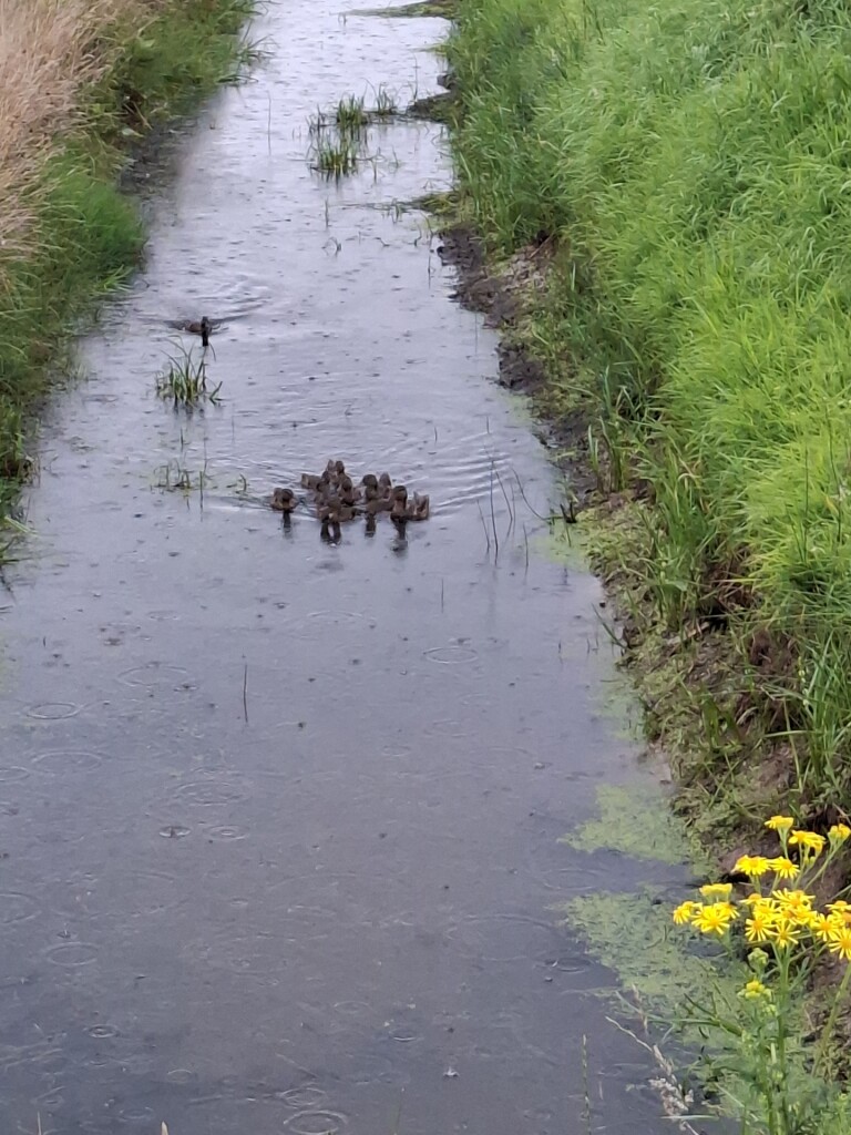 Westerveld · Klaverblad Sleen etappe 2