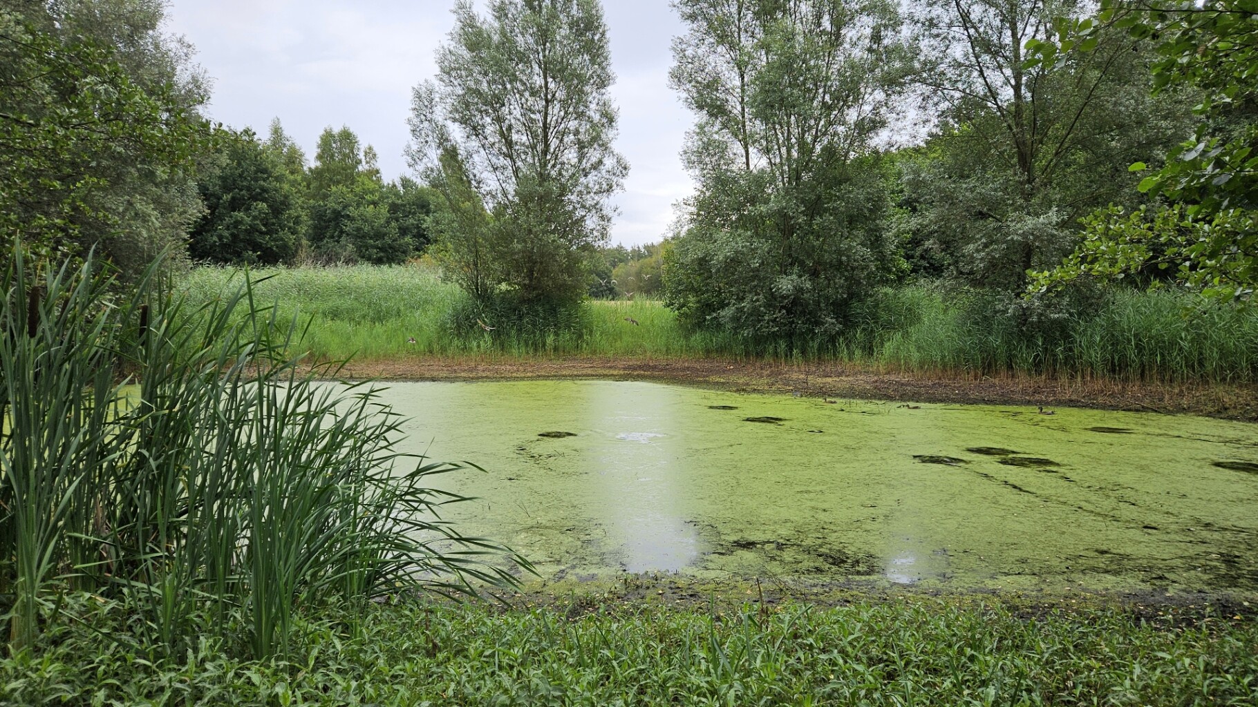 Rondje Galgenberg - Astense Aa vanuit Liessel