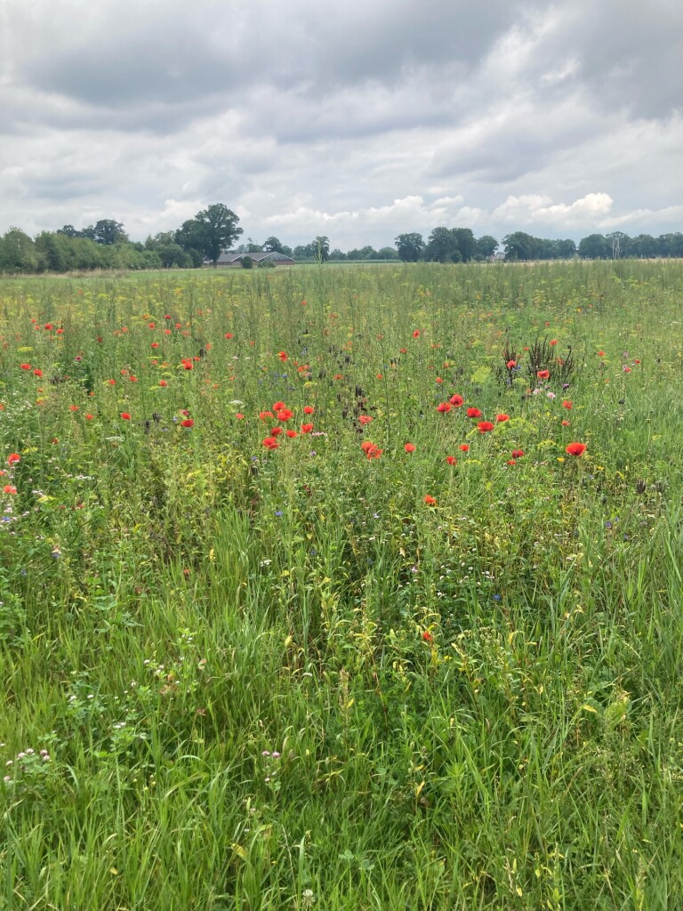 Elsgraven - Blauw
