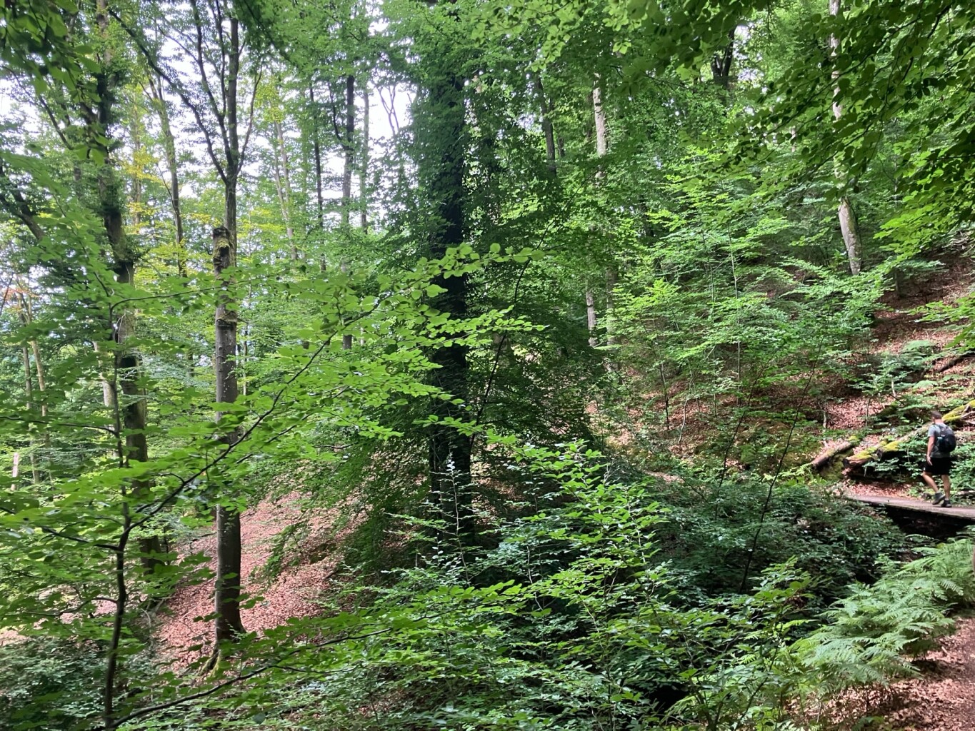 Rosport - Moersdorf · Mullerthal Trail etappe 2