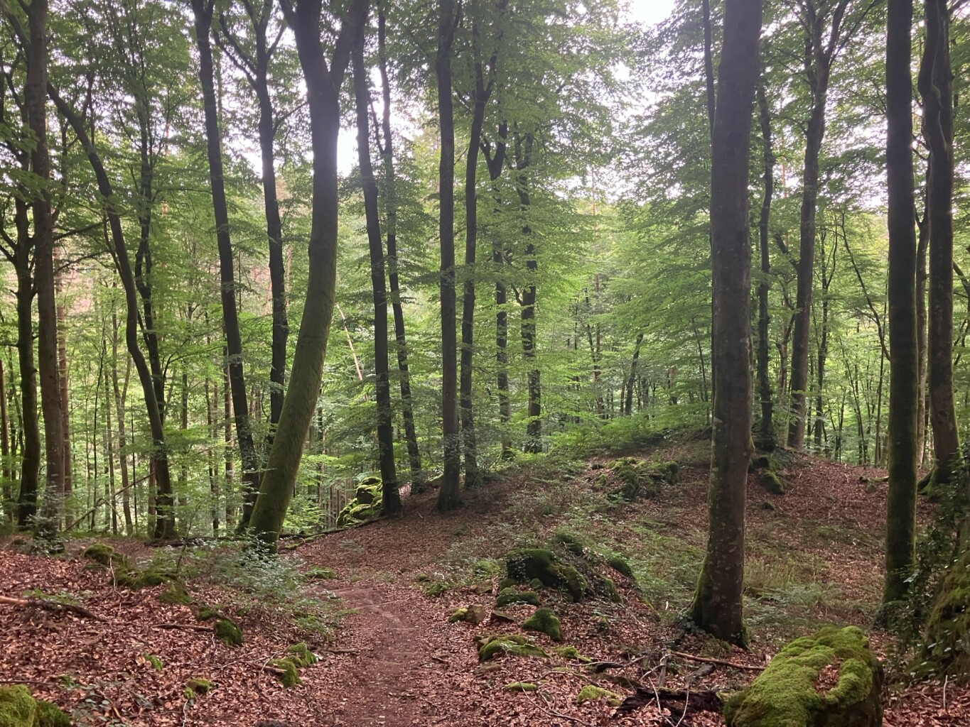 Rosport - Moersdorf · Mullerthal Trail etappe 2