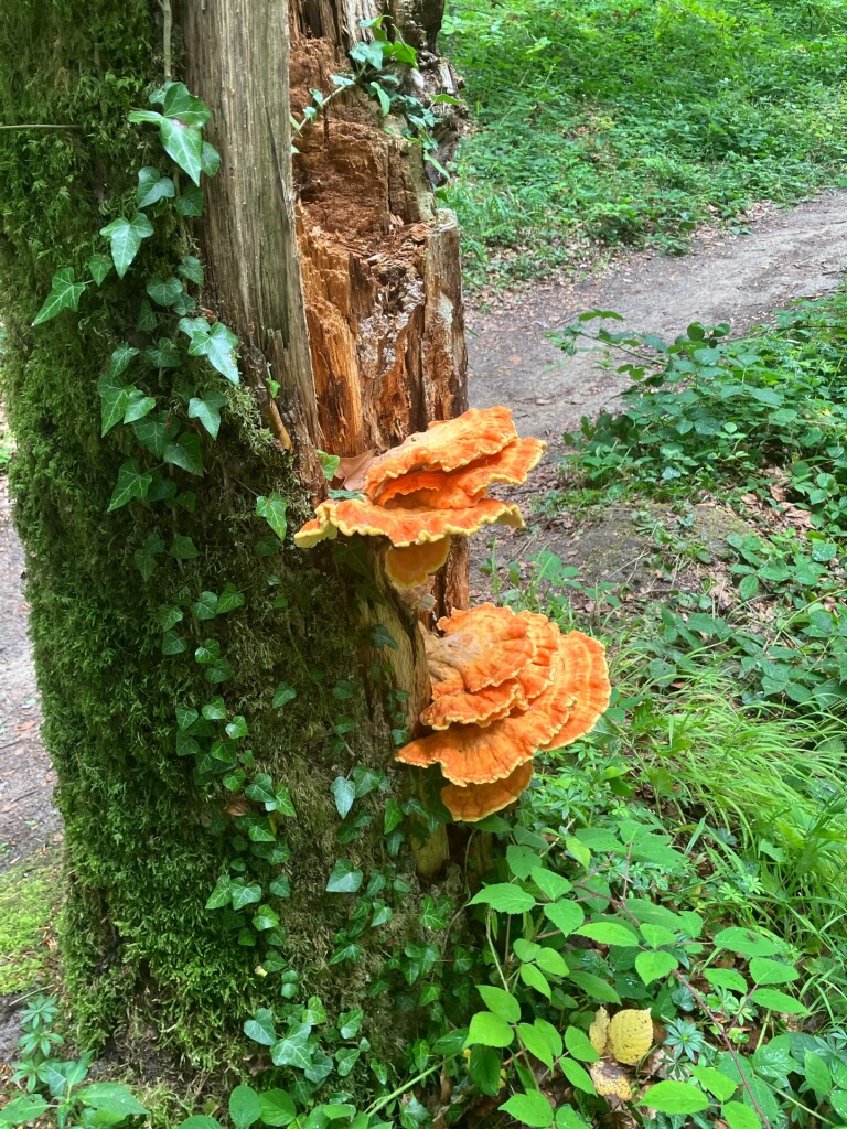 Rosport - Moersdorf · Mullerthal Trail etappe 2