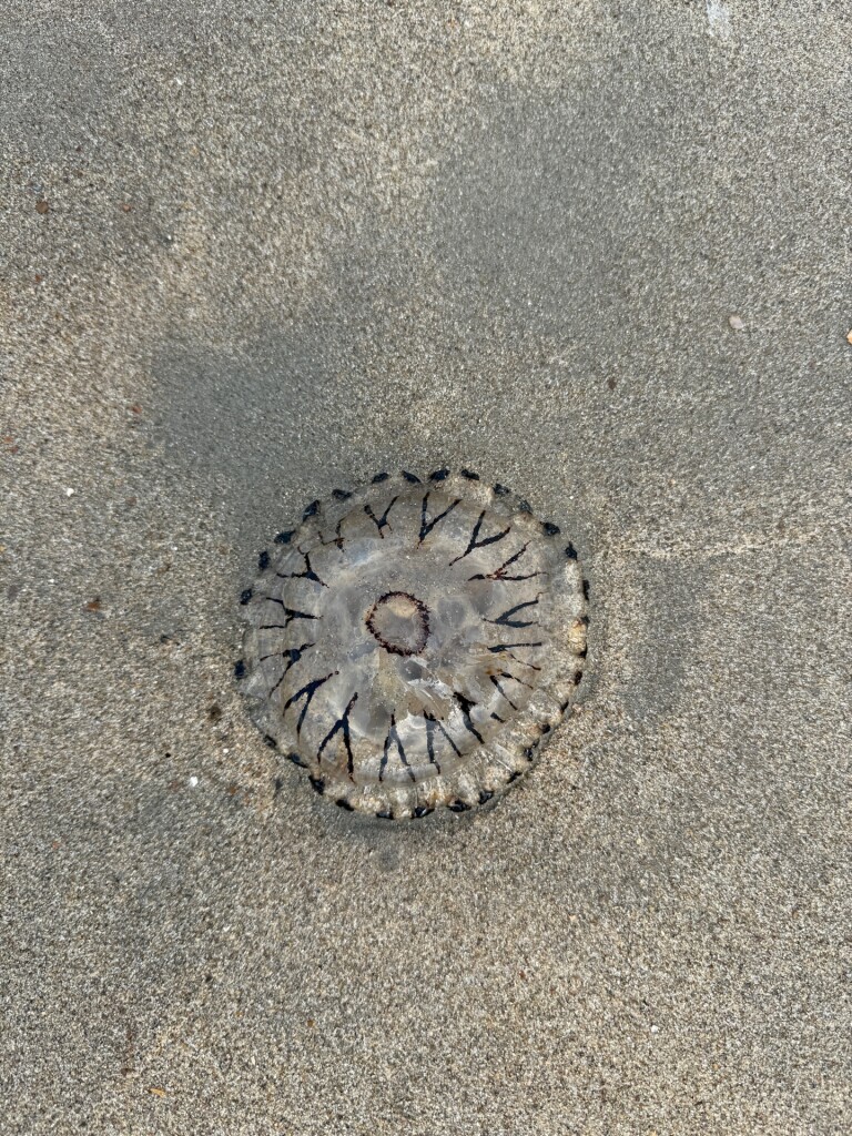 Burgh Haamstede - Port Zelande · Nederlands Kustpad 1 etappe 6