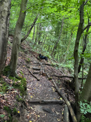 Patensteig