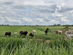 Kuiertocht Hartwerd - Oldeclooster Wandelpad