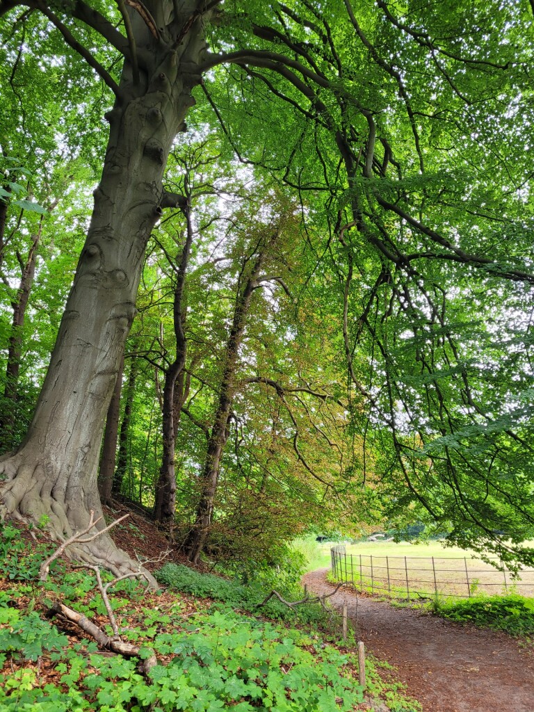 Wandelroute Elswout rood