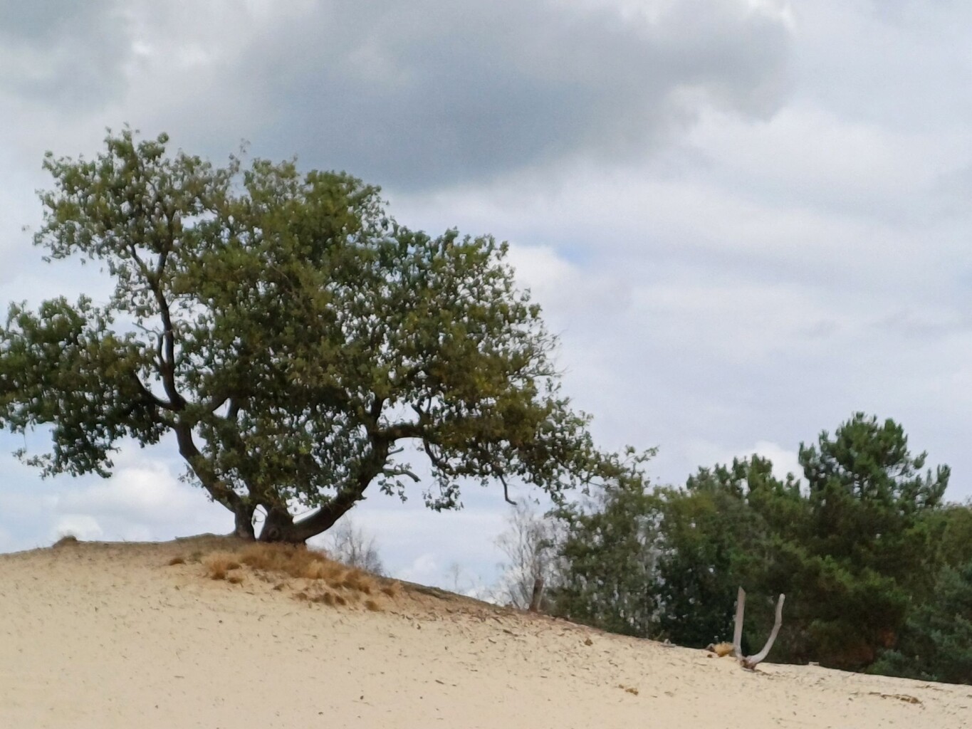 Wandelroute Bosch en Duin, vlak bij Udenhout