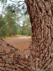 Wandelroute Bosch en Duin, vlak bij Udenhout
