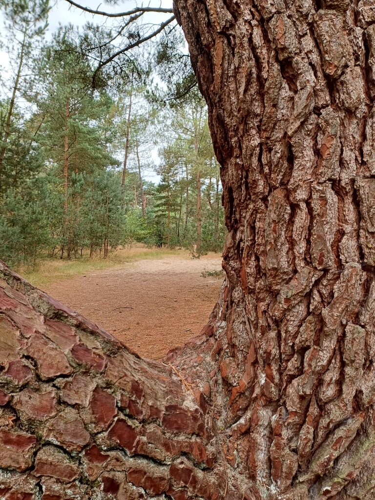 Wandelroute Bosch en Duin, vlak bij Udenhout