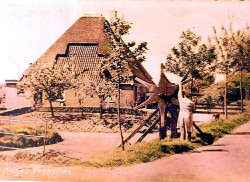 Radjeroute (geel)