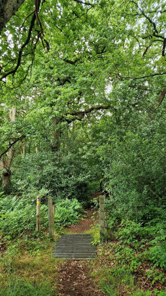 Wandelroute Sellingerbossen en Ter Borg