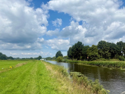 Westeres - Geel