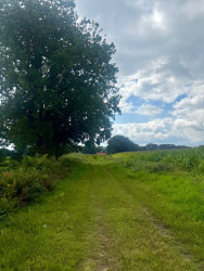 Westeres - Geel