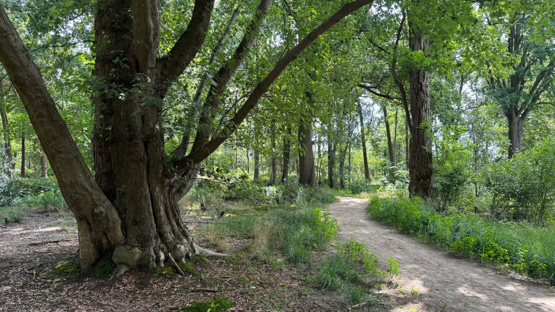 Bruine route wellseind