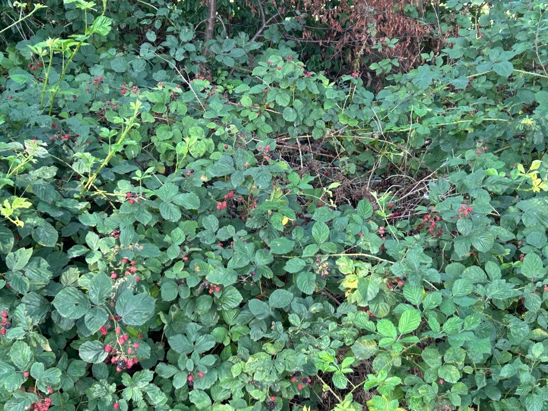 Wintelre - Oisterwijk · Camino Brabant etappe 7