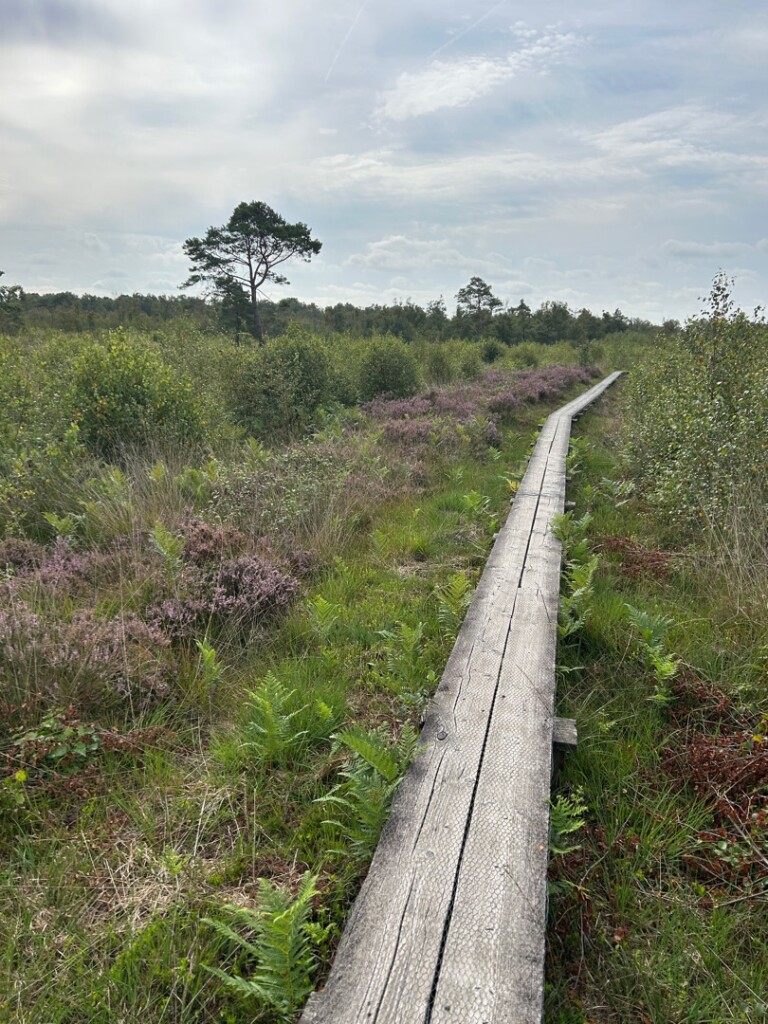 Rondom het Wooldse Veen