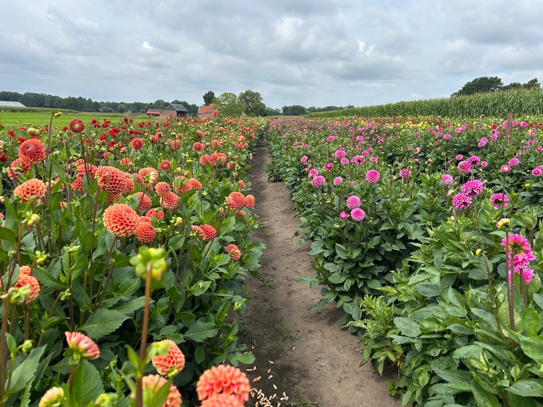 Rondom het Wooldse Veen