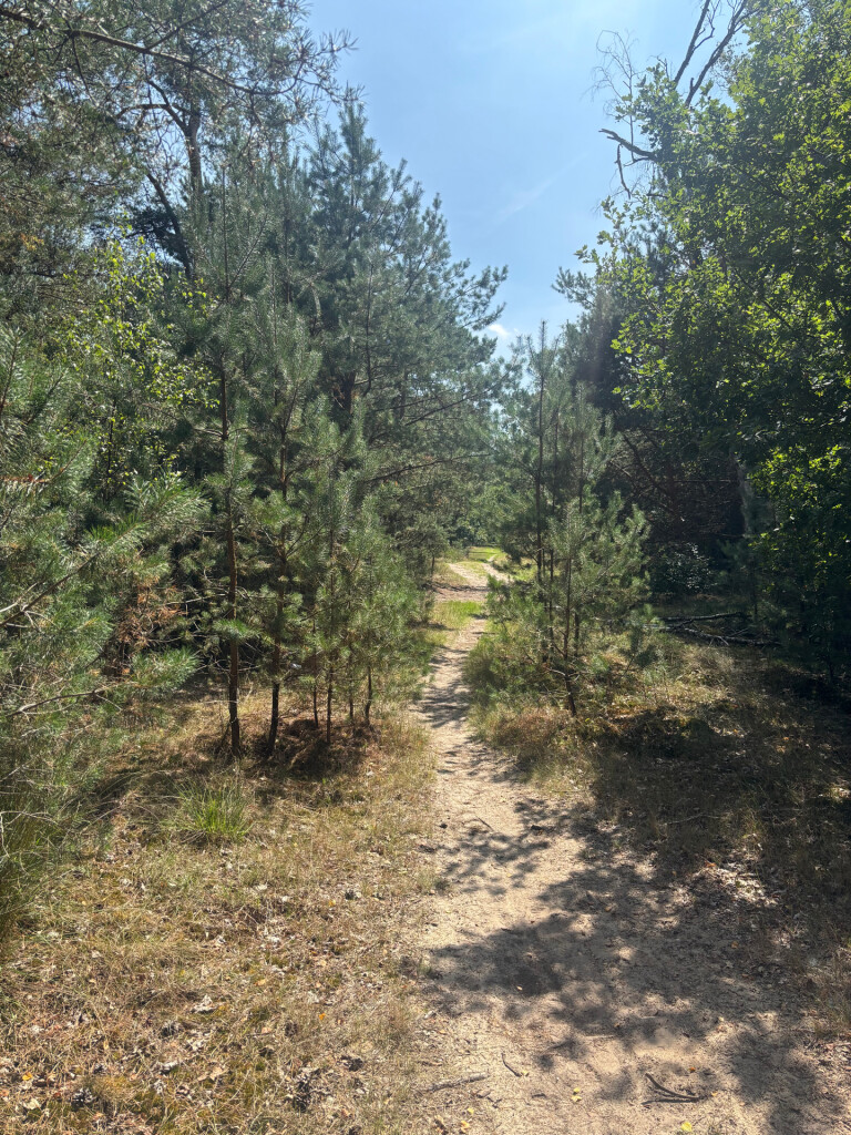 Rondje paarse heide ganzenven