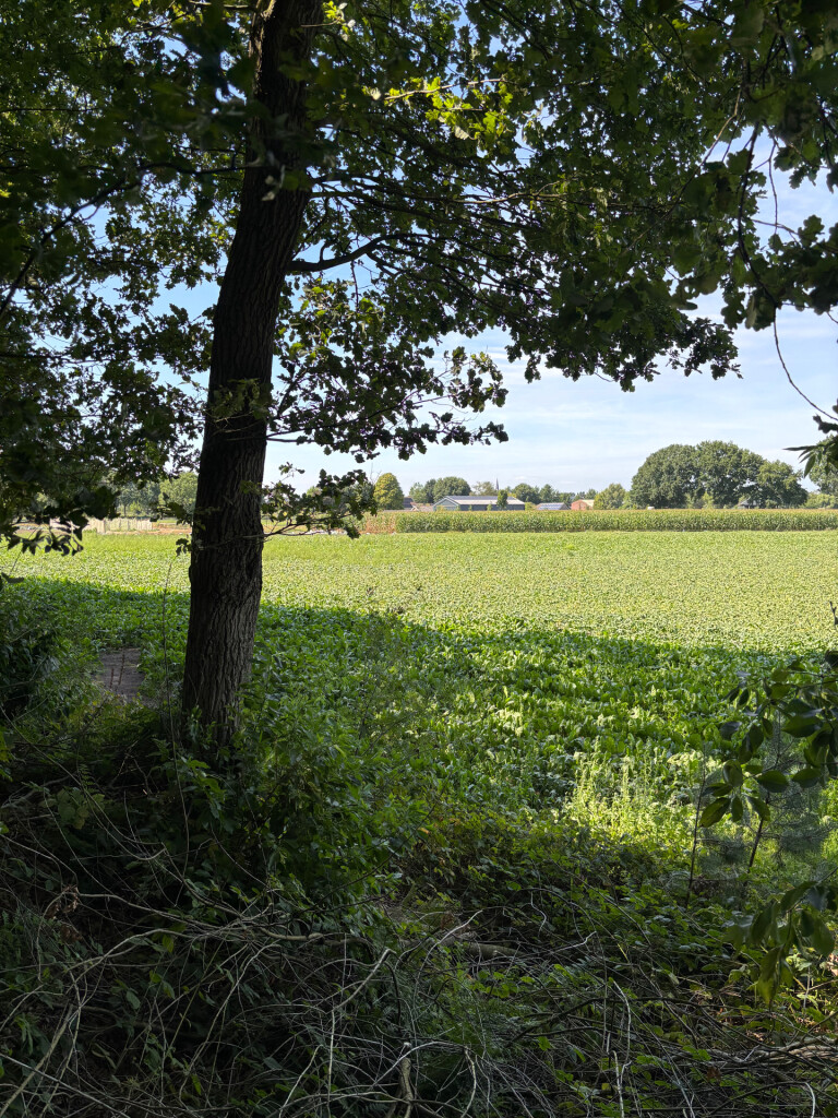 Rondje paarse heide ganzenven