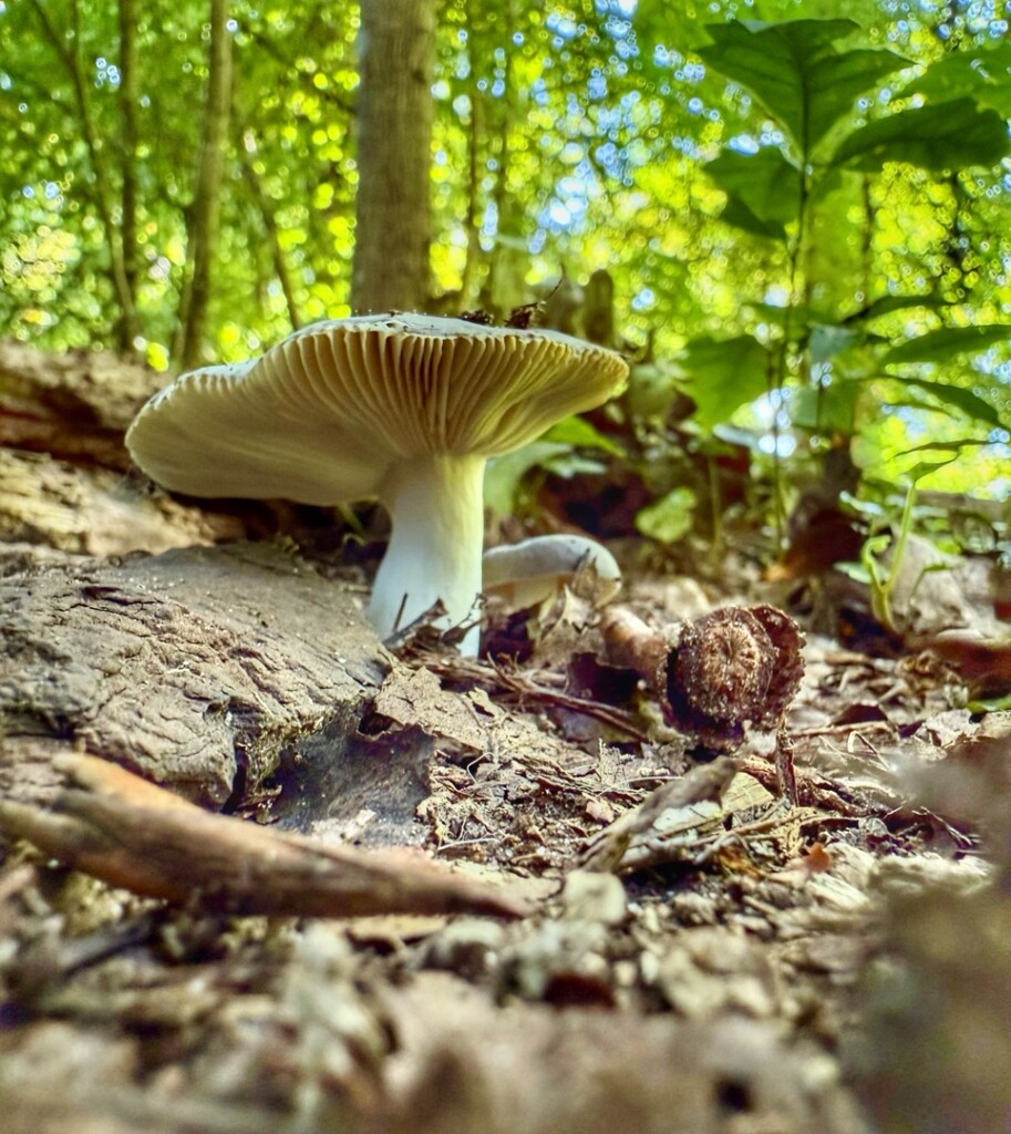 Aan de Berg. - Roermond station · Maas-Niederrheinpad etappe 17