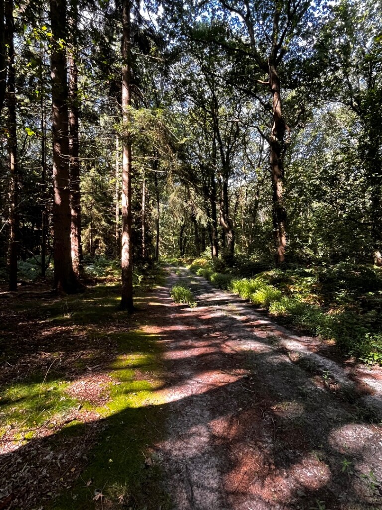 Wandelroute Evertsbos