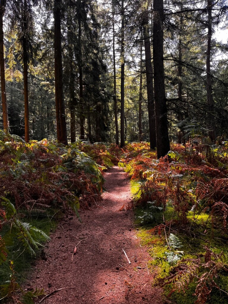 Wandelroute Evertsbos