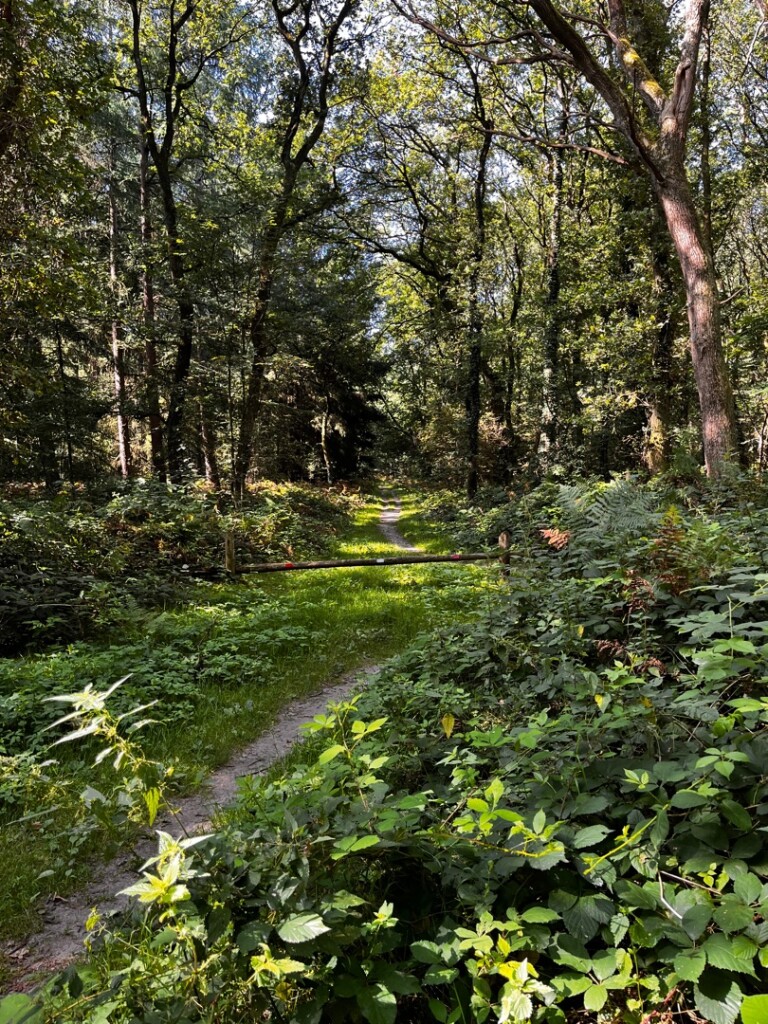 Wandelroute Evertsbos