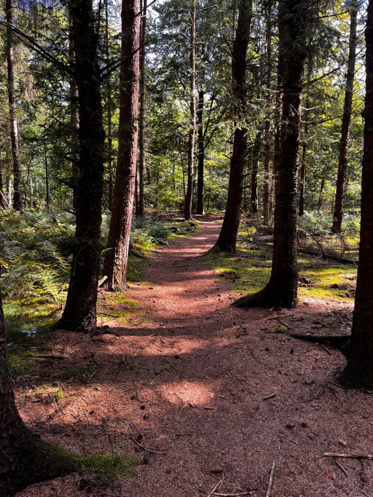 Wandelroute Evertsbos