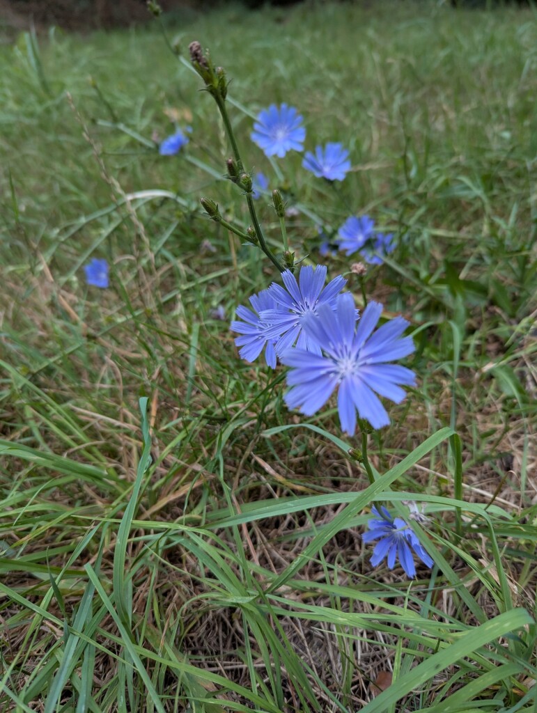 Mooie wandeling door de natuur, park en vijver