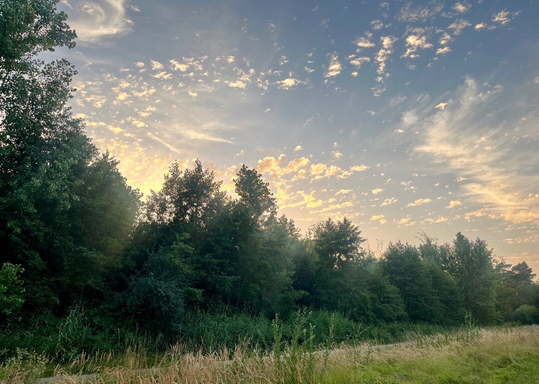 Wandelroute Libellen