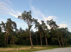 Wandelroute Libellen