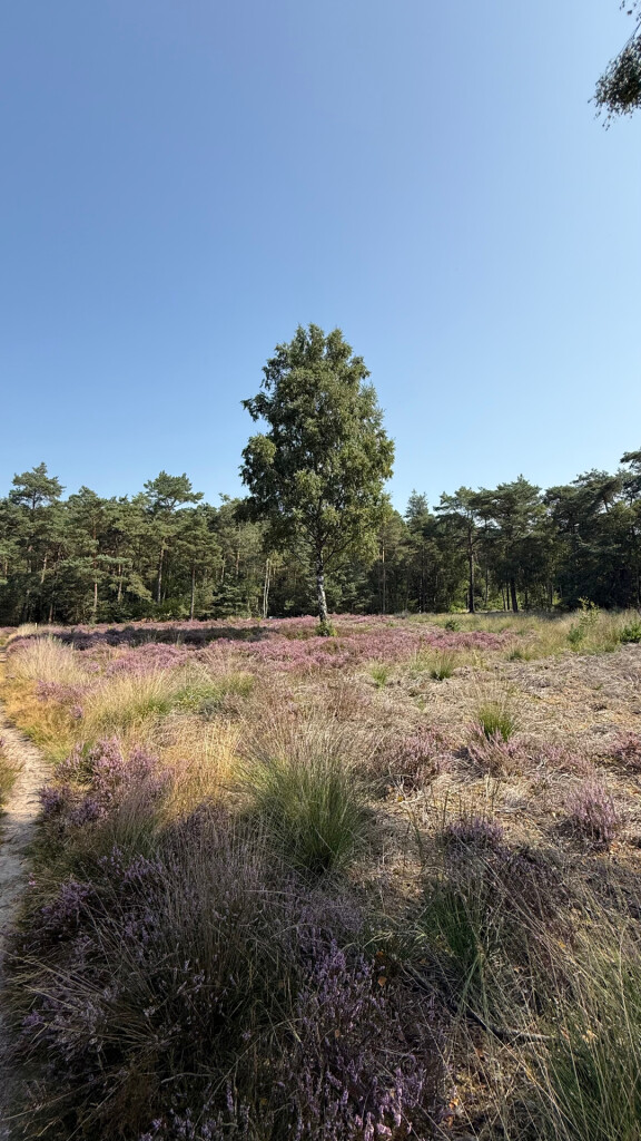 wandeling dour het bos