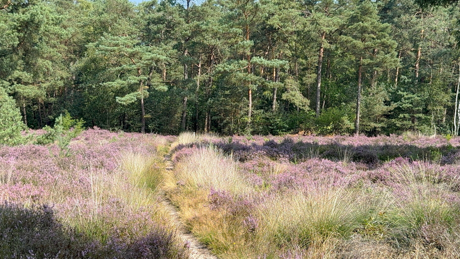 wandeling dour het bos