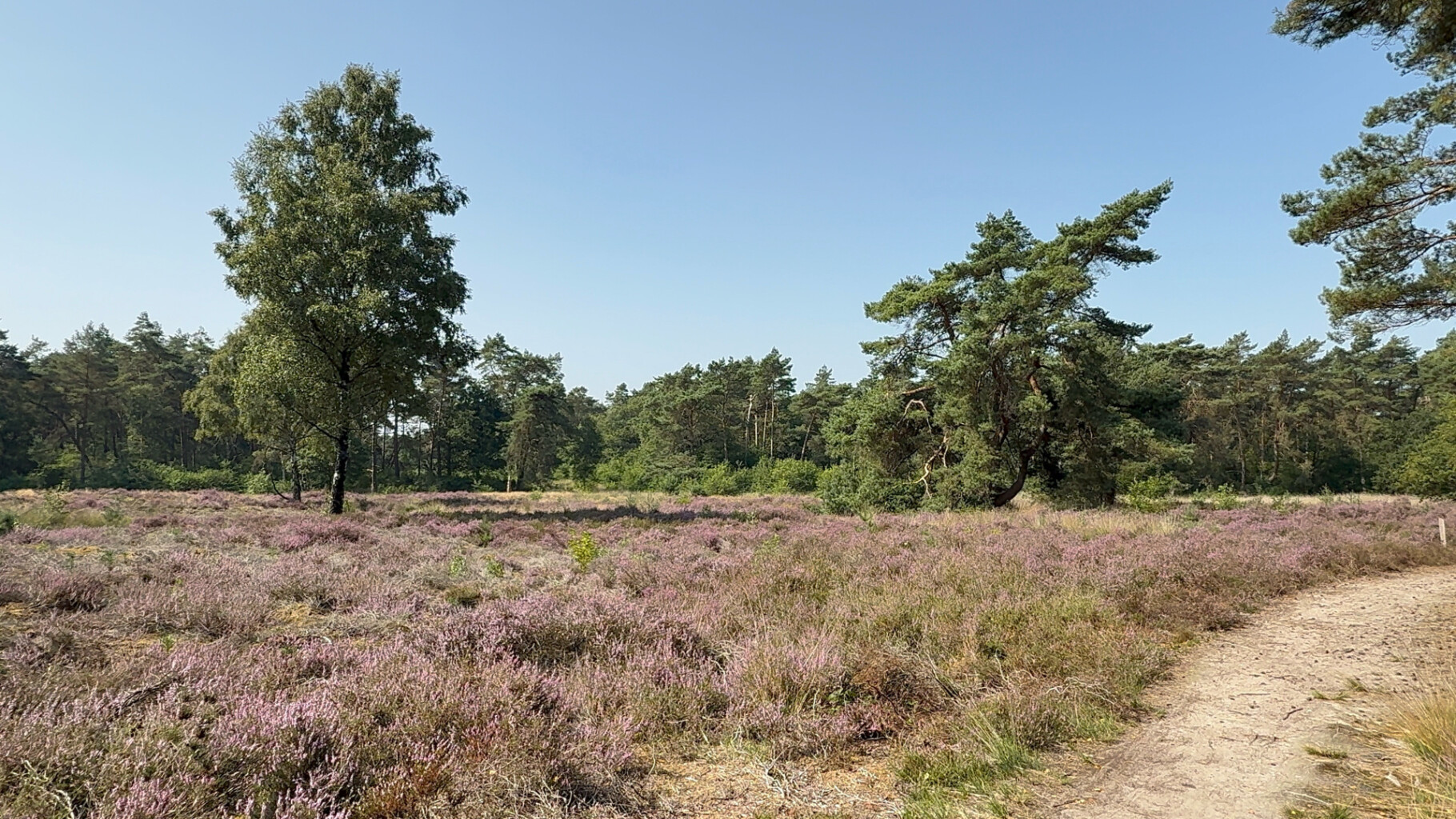 wandeling dour het bos