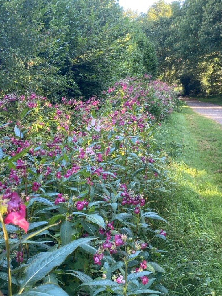 Tynaarlo - Annen · Groot Frieslandpad etappe 17