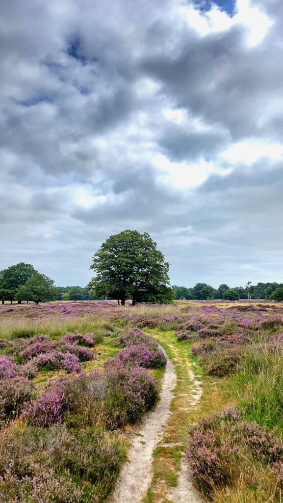 Wandelroute Takkenhoogte
