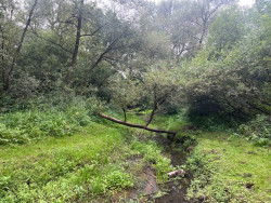 Kampina