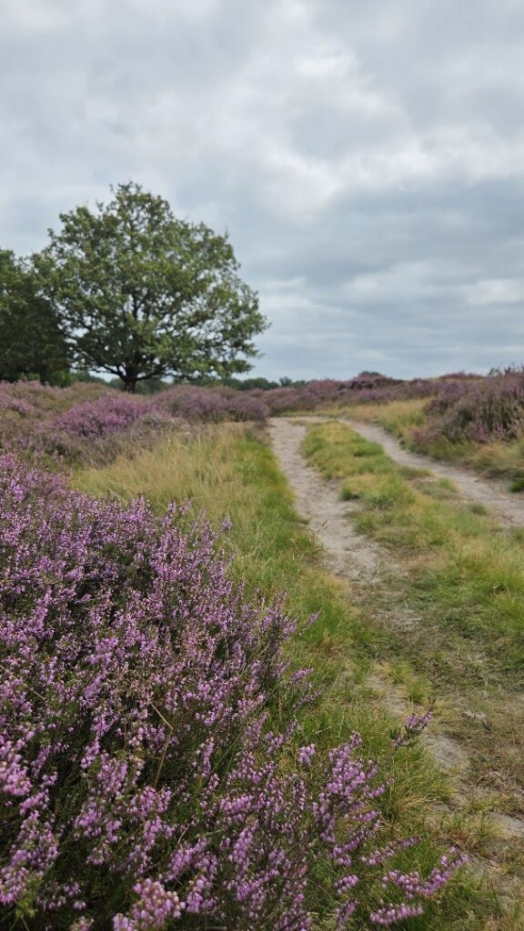 Wandelroute Takkenhoogte 5km