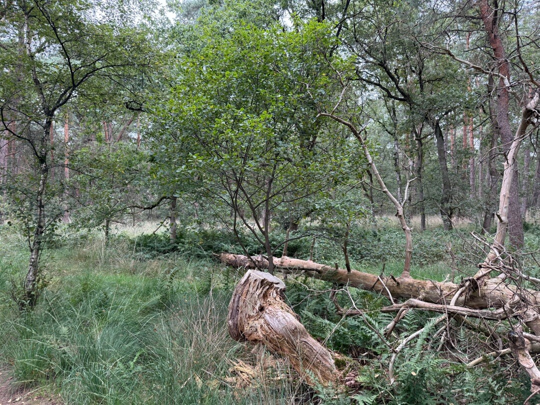 Struinen over de Kalmthoutse Heide