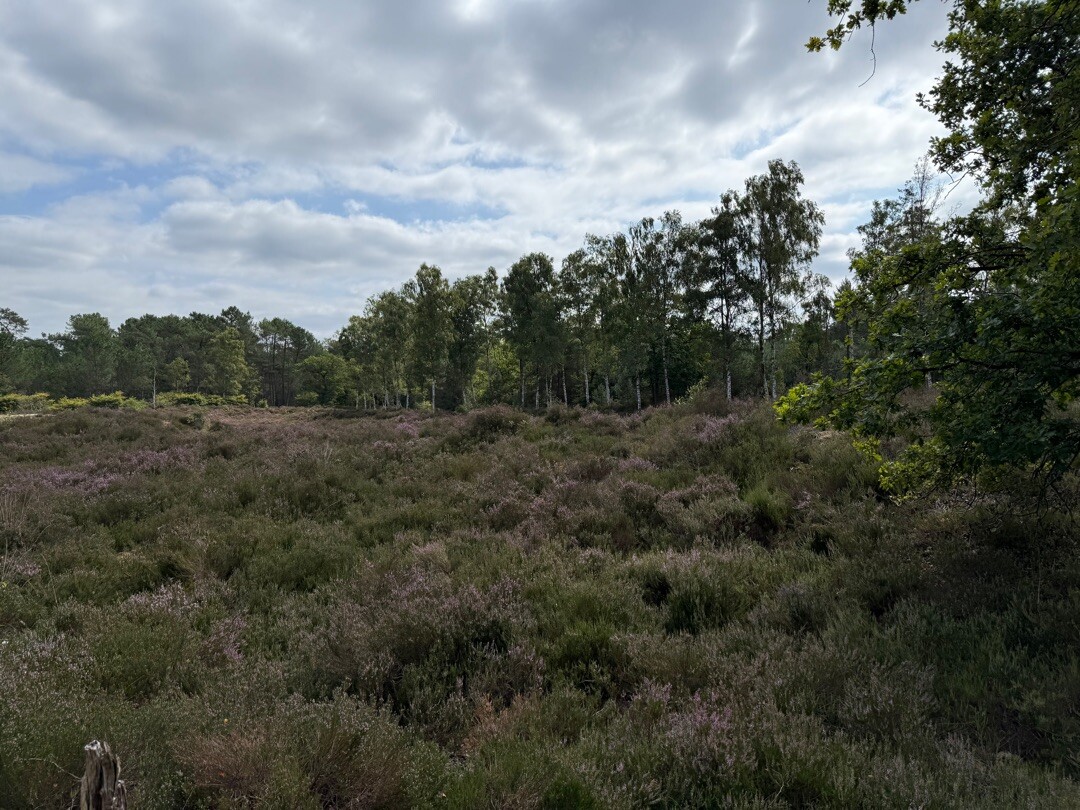 Struinen over de Kalmthoutse Heide