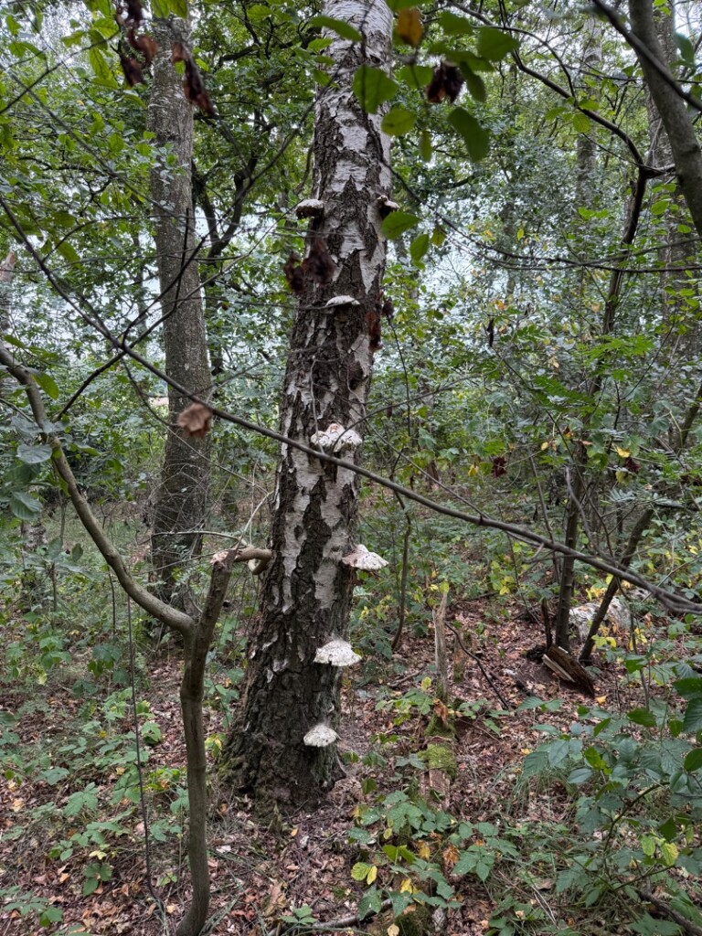 Struinen over de Kalmthoutse Heide