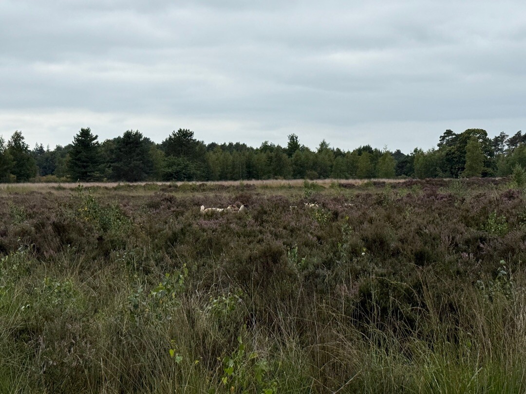 Struinen over de Kalmthoutse Heide