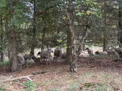 Struinen over de Kalmthoutse Heide