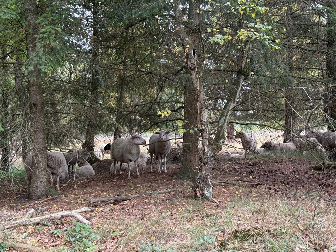 Struinen over de Kalmthoutse Heide