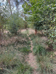 Heide tot aan de horizon