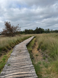 Heide tot aan de horizon