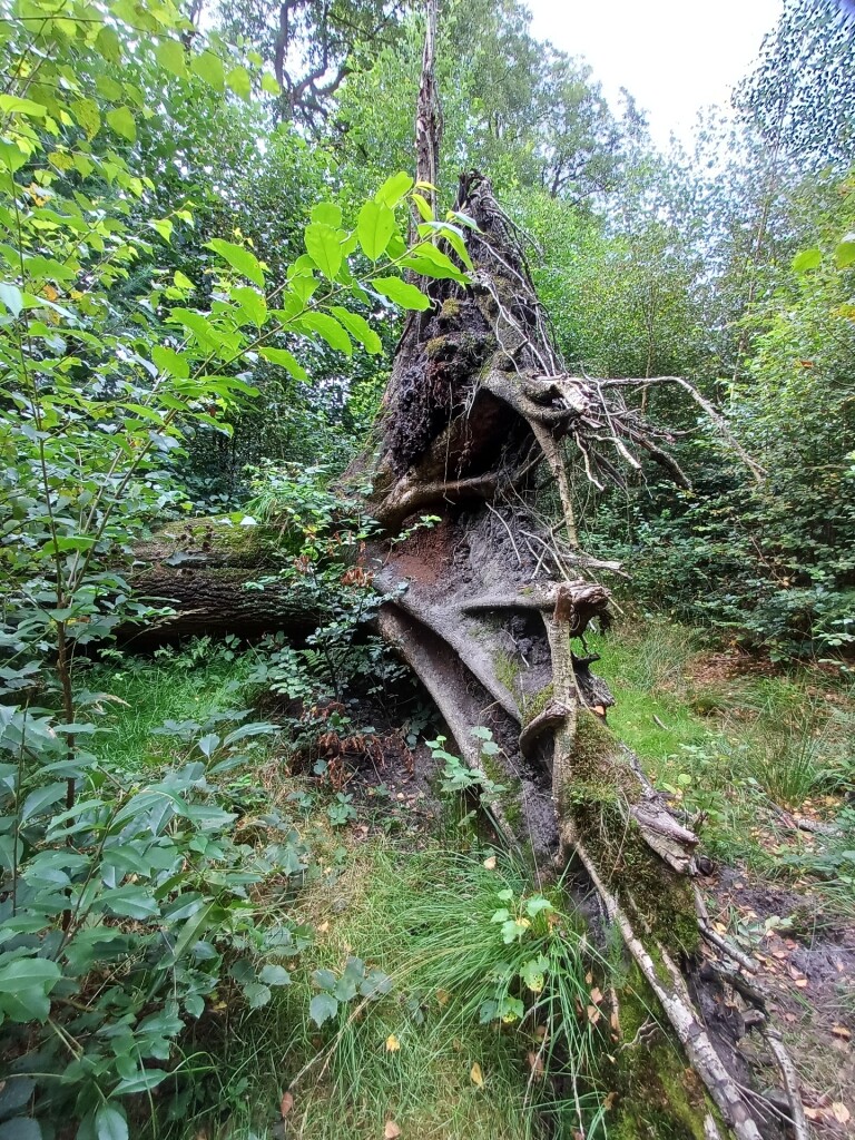 Wandelroute Wolvenspoor